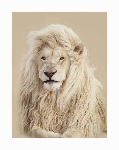 A majestic white lion with a luxurious mane sits on a soft beige background, gazing calmly—an exquisite image featured in the Lion King Unframed Art Print by Urban Road.