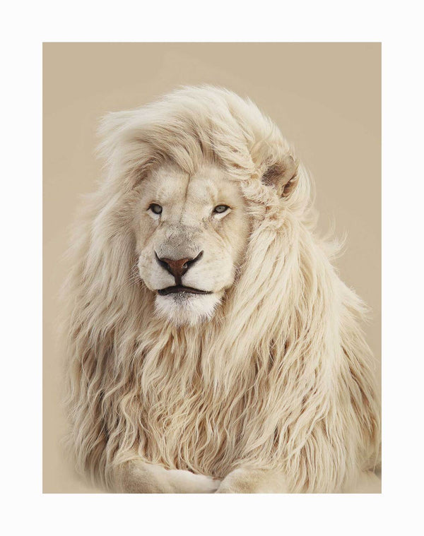A majestic white lion with a luxurious mane sits on a soft beige background, gazing calmly—an exquisite image featured in the Lion King Unframed Art Print by Urban Road.