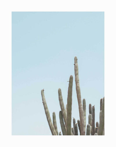 Tall green cacti with vertical ridges reach up against a pastel blue sky in Urban Road's "A Bit Spiky" unframed art print. Minimalist style places the cacti at the bottom, with most of the background as open sky. Image by Raoul Croes.