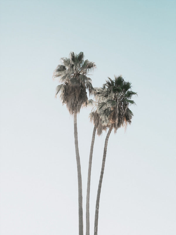 Lone Palms Unframed Art Print