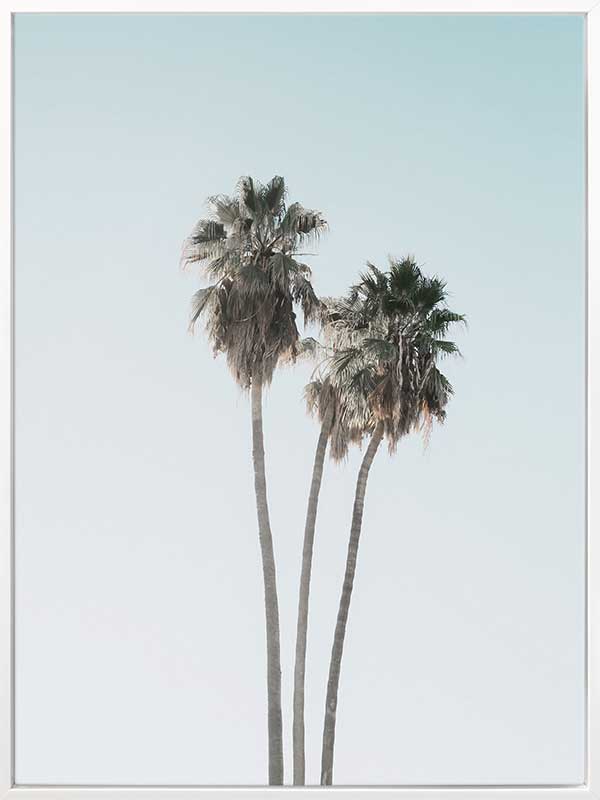 Lone Palms Canvas Art Print