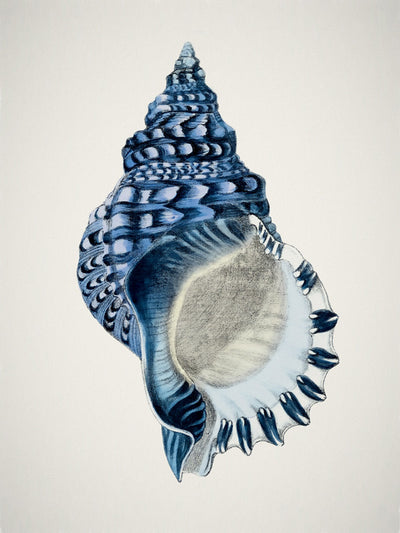 Indigo Conch II Canvas Art Print