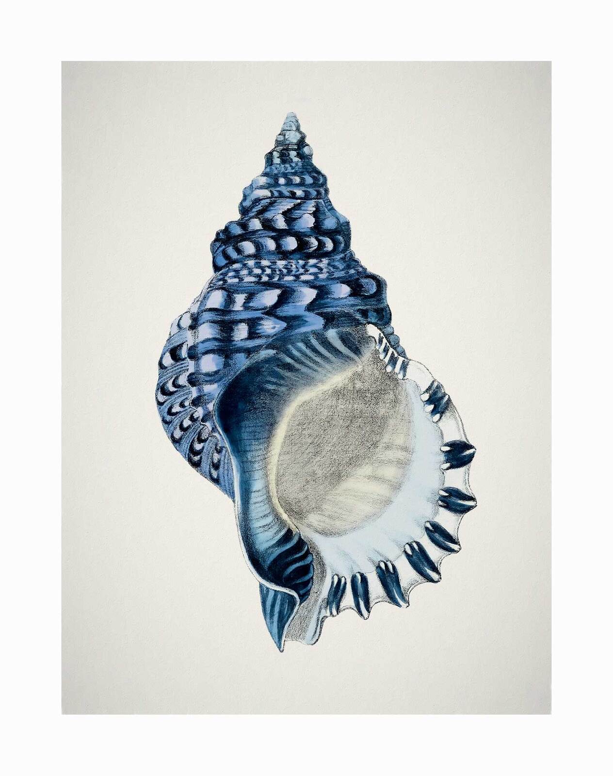 A detailed illustration of the Indigo Conch II Unframed Art Print by Urban Road features a spiral shell with indigo blue and white patterns, displaying its textured interior against a plain, light background.