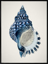 Indigo Conch II Canvas Art Print