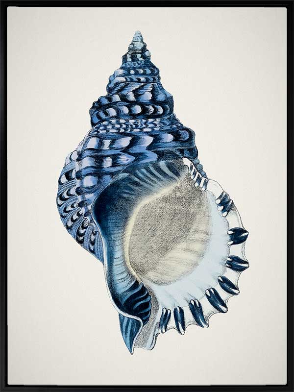Indigo Conch II Canvas Art Print