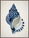 Indigo Conch II Canvas Art Print