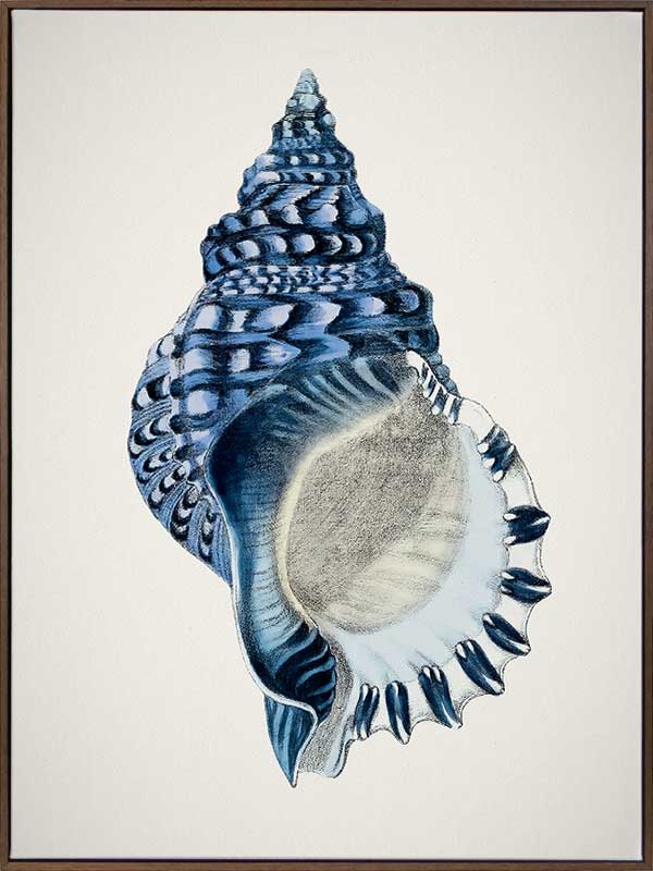 Indigo Conch II Canvas Art Print