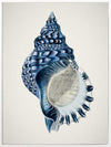 Indigo Conch II Canvas Art Print
