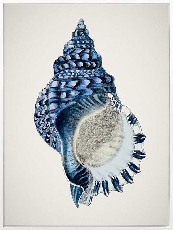 Indigo Conch II Canvas Art Print