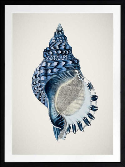 Indigo Conch II Poster Framed Art Print