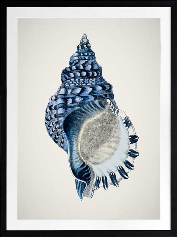 Indigo Conch II Poster Framed Art Print