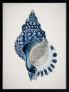 Indigo Conch II Poster Framed Art Print