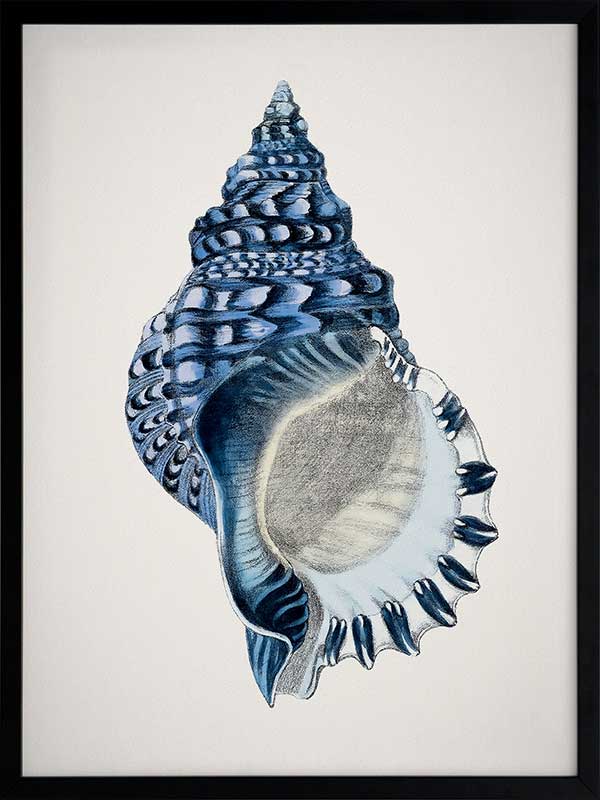 Indigo Conch II Poster Framed Art Print