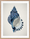 Indigo Conch II Poster Framed Art Print