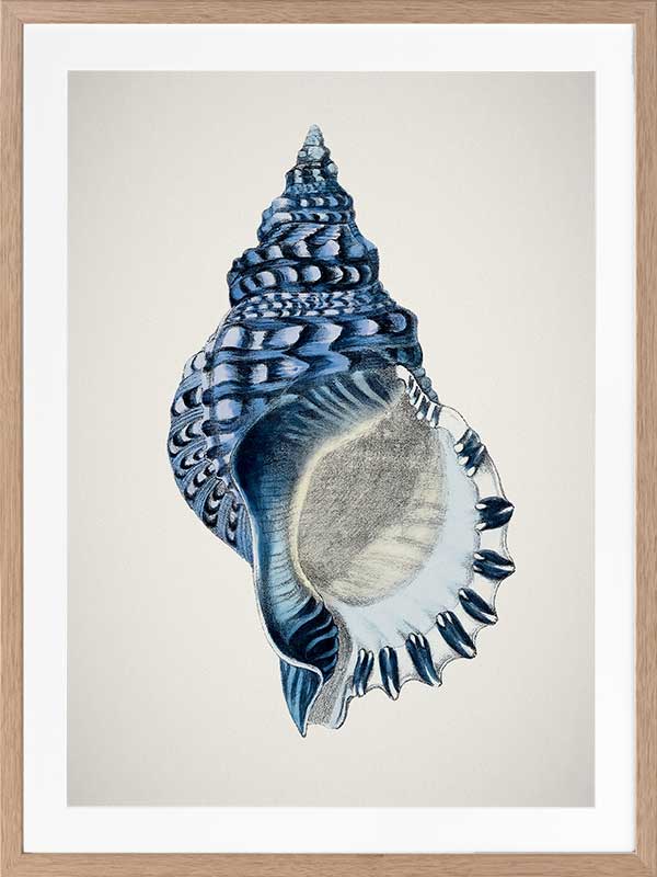 Indigo Conch II Poster Framed Art Print