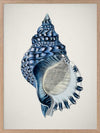 Indigo Conch II Poster Framed Art Print