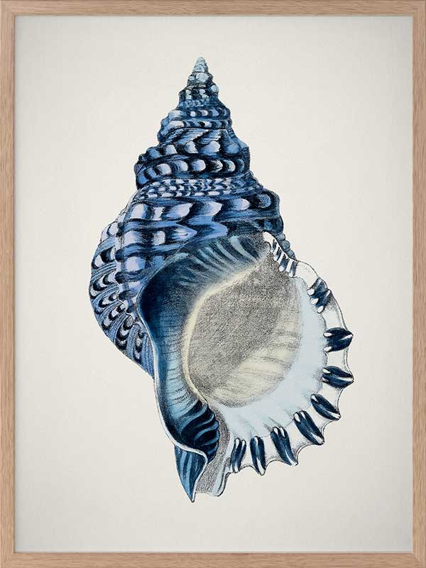 Indigo Conch II Poster Framed Art Print