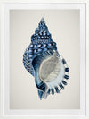 Indigo Conch II Poster Framed Art Print