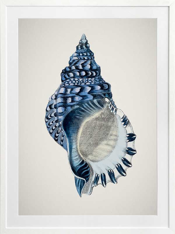 Indigo Conch II Poster Framed Art Print