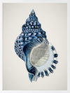 Indigo Conch II Poster Framed Art Print