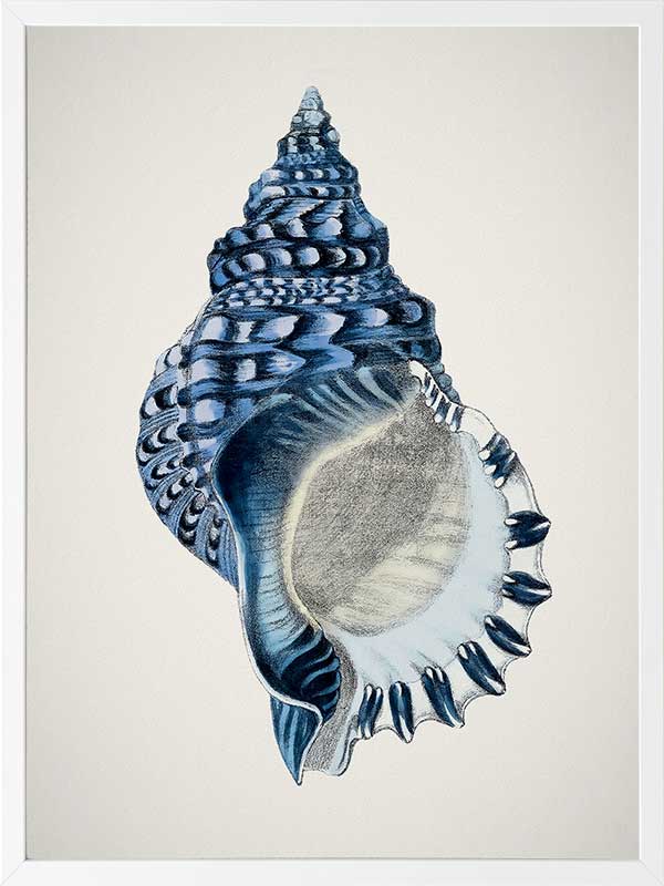 Indigo Conch II Poster Framed Art Print