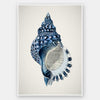 Indigo Conch II Unframed Art Print