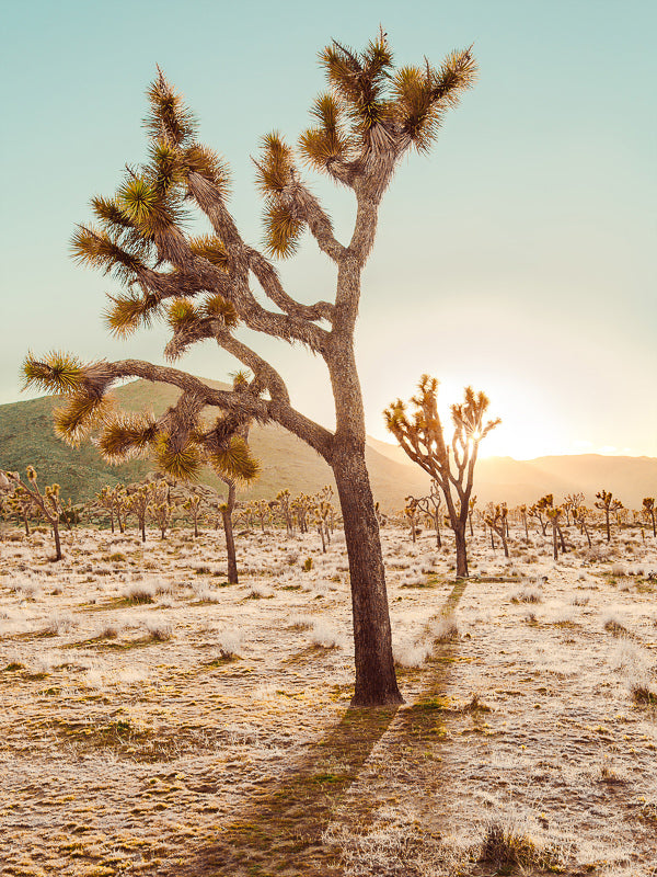 Cadiz Valley Canvas Art Print