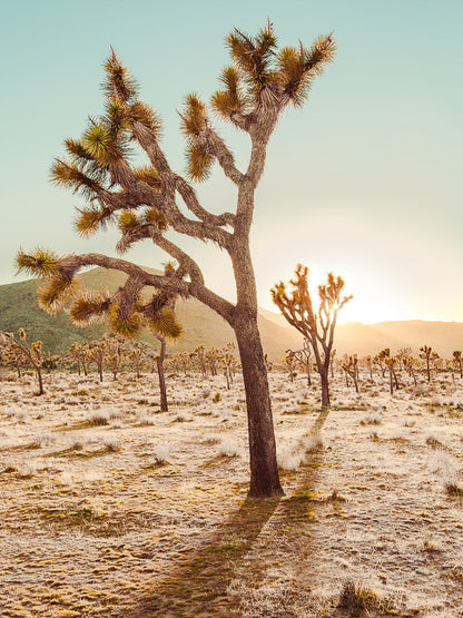 Cadiz Valley Unframed Art Print