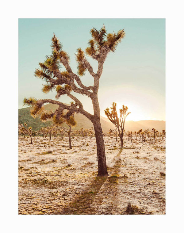 The Cadiz Valley Unframed Art Print by Urban Road features a Joshua tree in the Californian desert at sunset, its shadow stretching across sandy ground with more trees and distant mountains beneath a clear sky.