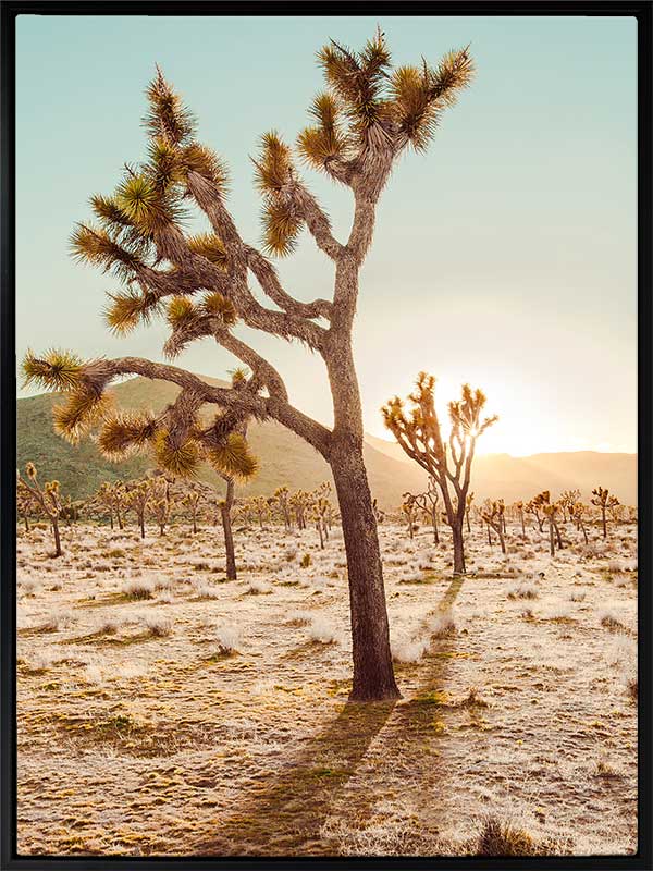 Cadiz Valley Canvas Art Print
