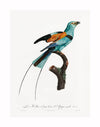 The Songbird I Unframed Art Print by Urban Road features a vibrant vintage illustration of a blue, orange, and black bird with long tail feathers, reminiscent of the Lilac-breasted roller and labeled "Le Rollier à long trains d'Afrique mâle.