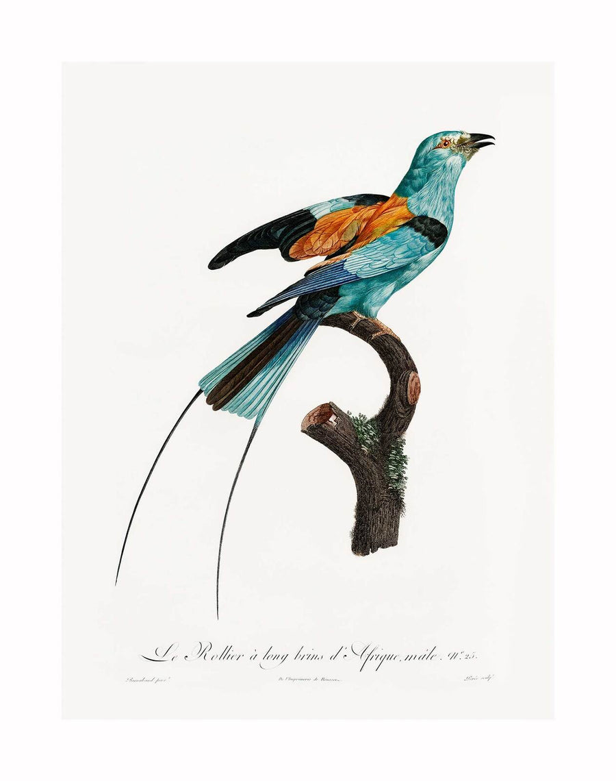 The Songbird I Unframed Art Print by Urban Road features a vibrant vintage illustration of a blue, orange, and black bird with long tail feathers, reminiscent of the Lilac-breasted roller and labeled "Le Rollier à long trains d'Afrique mâle.