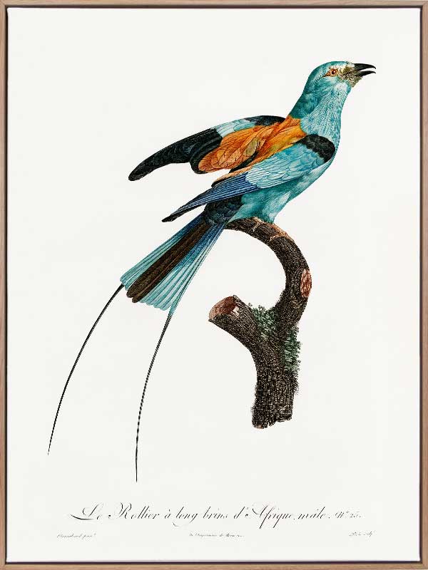 Songbird I Canvas Art Print