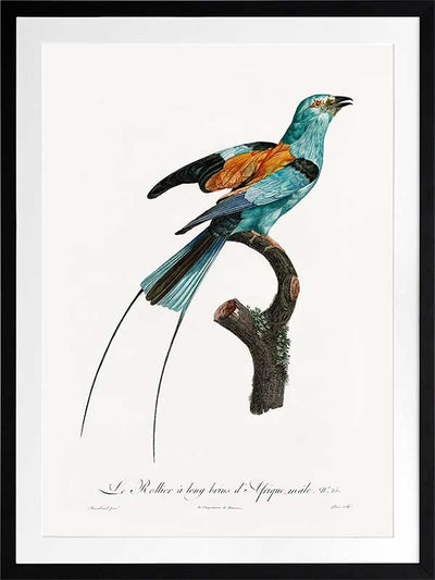 Songbird I Poster Framed Art Print