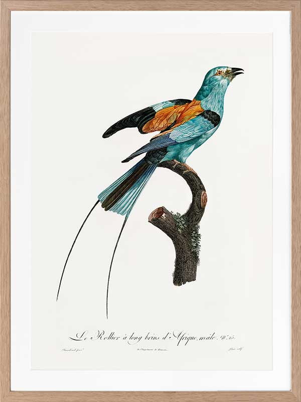 Songbird I Poster Framed Art Print