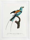 Songbird I Poster Framed Art Print