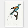 Songbird I Unframed Art Print