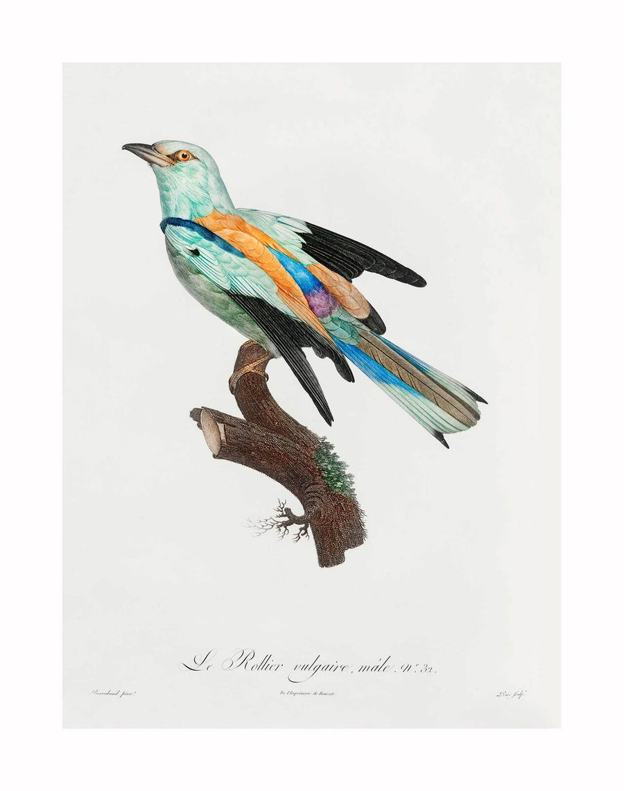 A vintage nature illustration of a European roller bird with blue, teal, brown, and orange feathers perched on a short branch against white. "Songbird II Unframed Art Print" by Urban Road features handwritten text below the artwork.