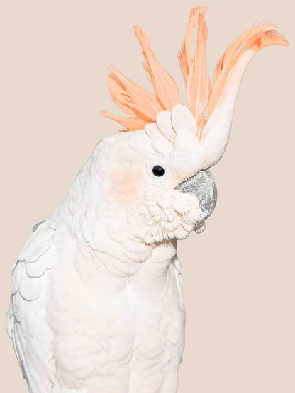 Cockatoo Tango Poster