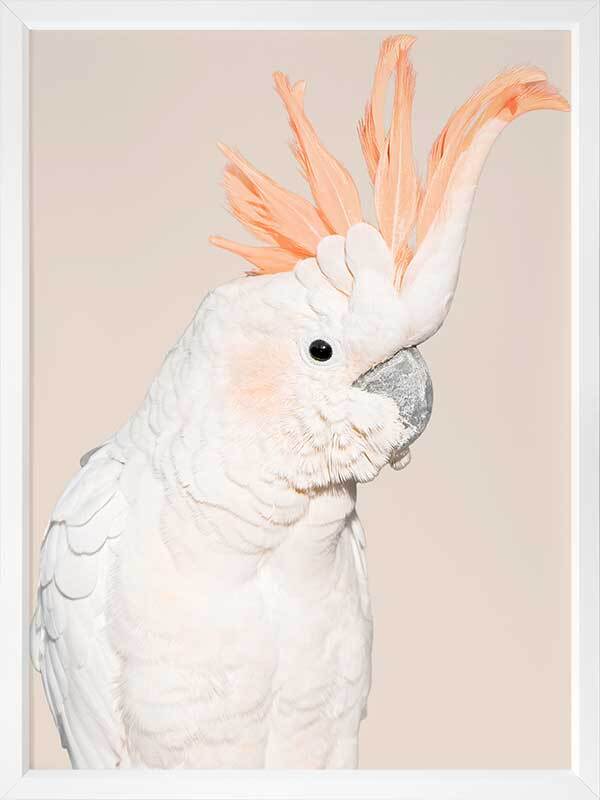 Cockatoo Tango Poster