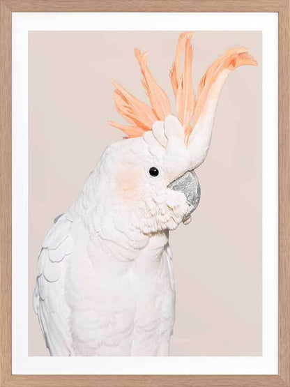 Cockatoo Tango Poster