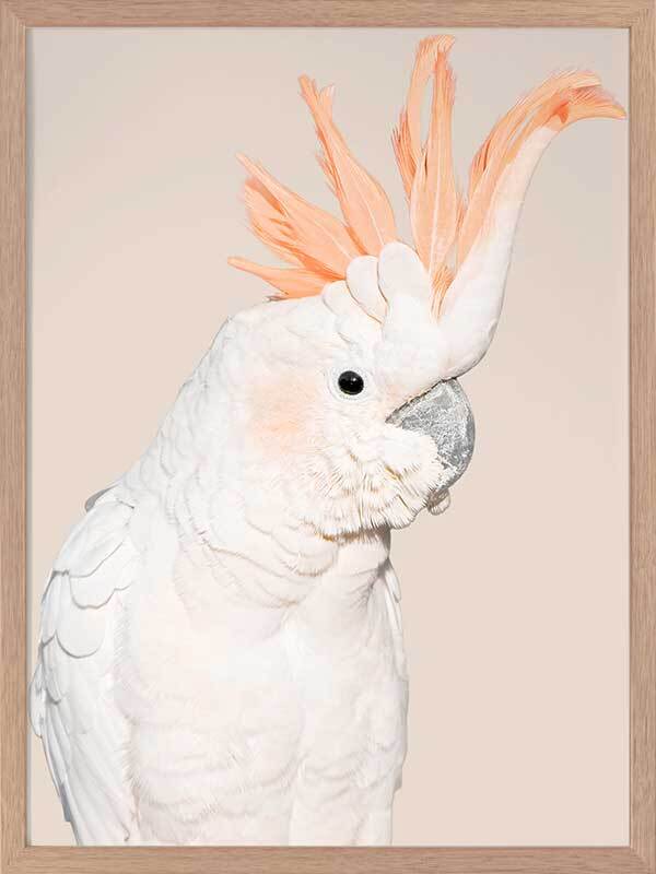 Cockatoo Tango Poster