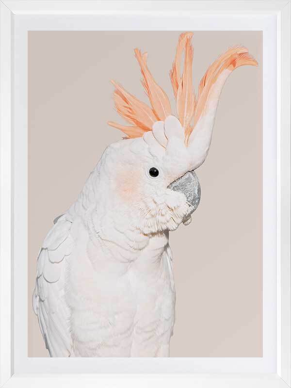 Cockatoo Tango Poster