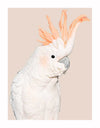 The Cockatoo Tango Unframed Art Print by Urban Road features a white cockatoo with a bold orange crest on a light beige background, its lively pose and vivid detail recalling the dynamic spirit of classic Tango posters.