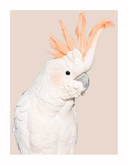 Cockatoo Tango Unframed Art Print