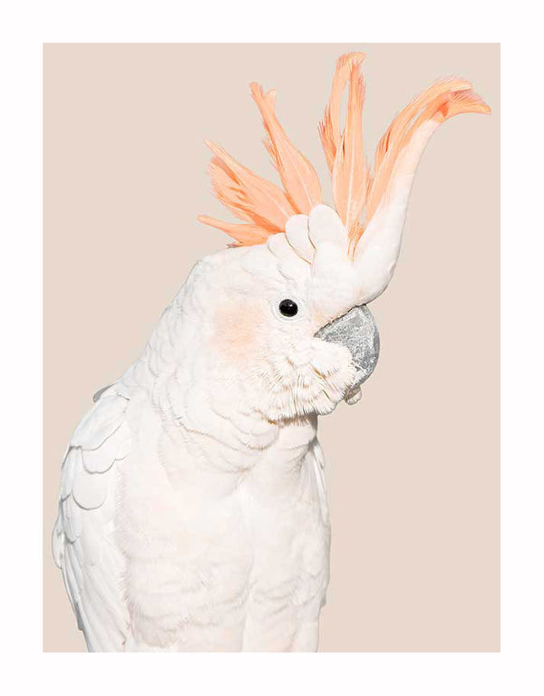 The Cockatoo Tango Unframed Art Print by Urban Road features a white cockatoo with a bold orange crest on a light beige background, its lively pose and vivid detail recalling the dynamic spirit of classic Tango posters.