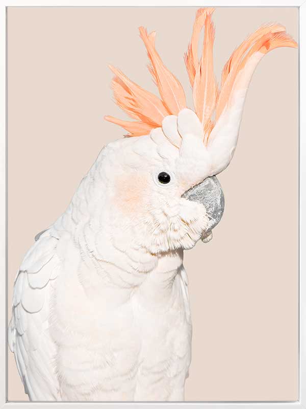 Cockatoo Tango Canvas Art Print