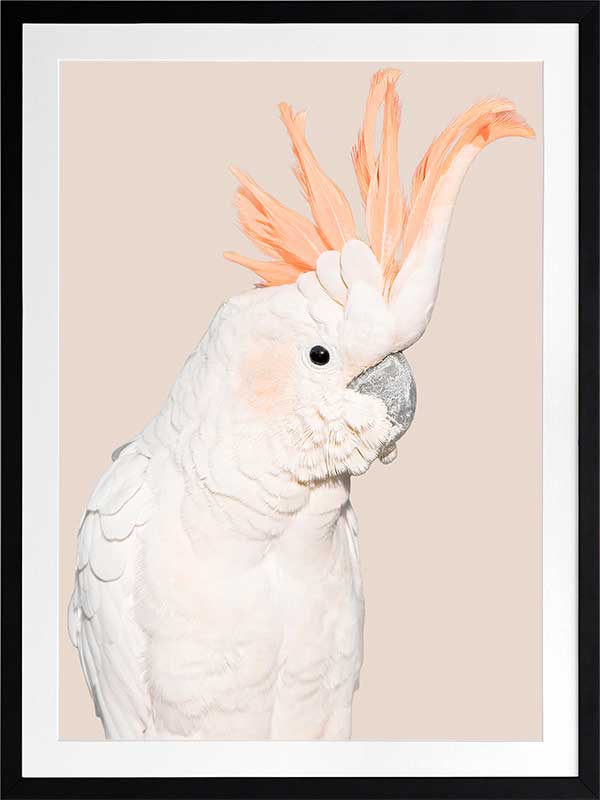 Cockatoo Tango Poster Framed Art Print