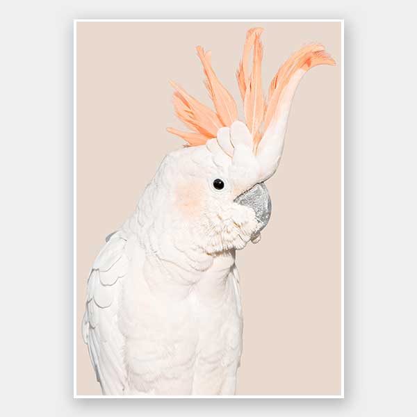 Cockatoo Tango Unframed Art Print