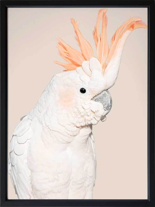 Cockatoo Tango Poster